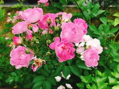 -白塘生态植物园