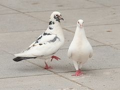 -西安大兴善寺