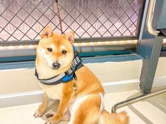 -怪兽屋·羊驼·猫咖·狗咖(俊华广场店)