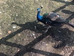 -哈尔滨北方森林动物园