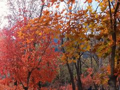 -阳台山自然风景区