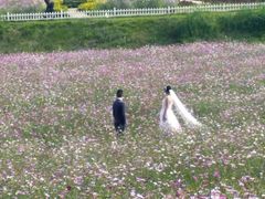 -紫颐香薰山谷景区