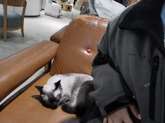 -藏猫猫咖啡主题馆(中央大道店)