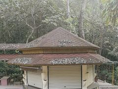 -莫里热带雨林景区