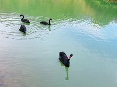 -广州白江湖森林公园