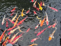 -广州白天鹅宾馆