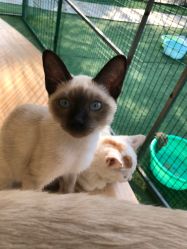 -萌宠亲子动物乐园(槐房万达店)