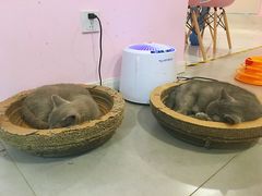 -三花喵·撸猫购宠·宠物生活馆(虹桥南丰城店)