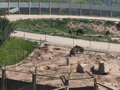 -青藏高原野生动物园