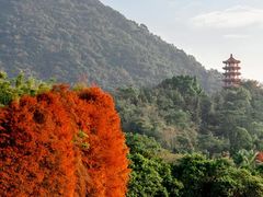 -深圳仙湖植物园