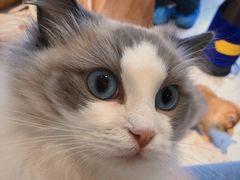 -逗柴咖啡屋·狗咖猫咖宠物桌游