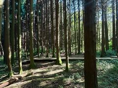 -武陵山森林公园