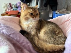 -伟伟宠物医院·瑞派猫友好医院·猫科(光谷店)