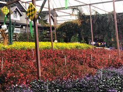 -金马仑薰衣草花园(Cameron Lavender)