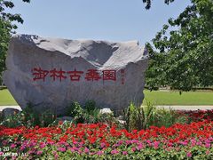 -御林古桑园