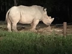 -清迈夜间动物园