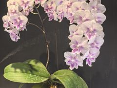 -北京植物园-展览温室