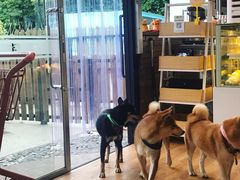 -柴犬高等学院·狗咖·柴犬售卖·宠物训练