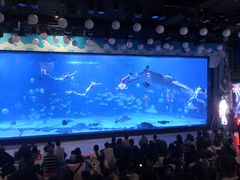 -烟台海昌鲸鲨海洋公园