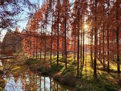 -黄海国家森林公园