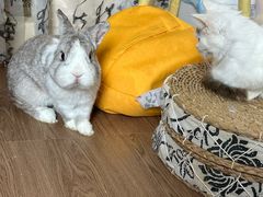 -楼上猫咖(罗湖店)