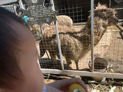 -意大利农场度假村