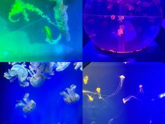 -海合安武汉极地海洋公园