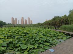 -前关湿地公园