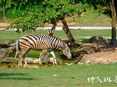 -广州长隆野生动物世界