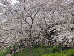 -嘉定紫藤园