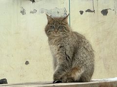 -青藏高原野生动物园
