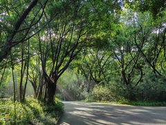 -深圳国际园林花卉博览园