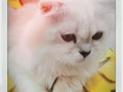 -糯米喵星人·撸猫猫舍咖啡馆(西市场嘉华店)