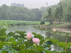 -皇家御河游(紫御湾码头)
