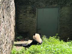 -都江堰中华大熊猫苑