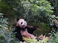 熊猫-成都大熊猫繁育研究基地