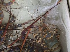 -拉威海鲜市场