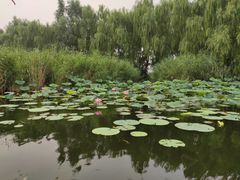 -白洋淀景区