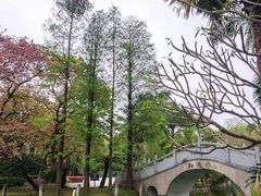 -金花茶公园