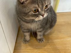 -猫咪派对(江南西店)