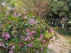 -贡湖湾湿地公园