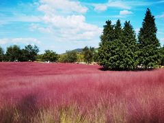 -羊亭河湿地公园