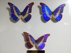 -上海昆虫博物馆