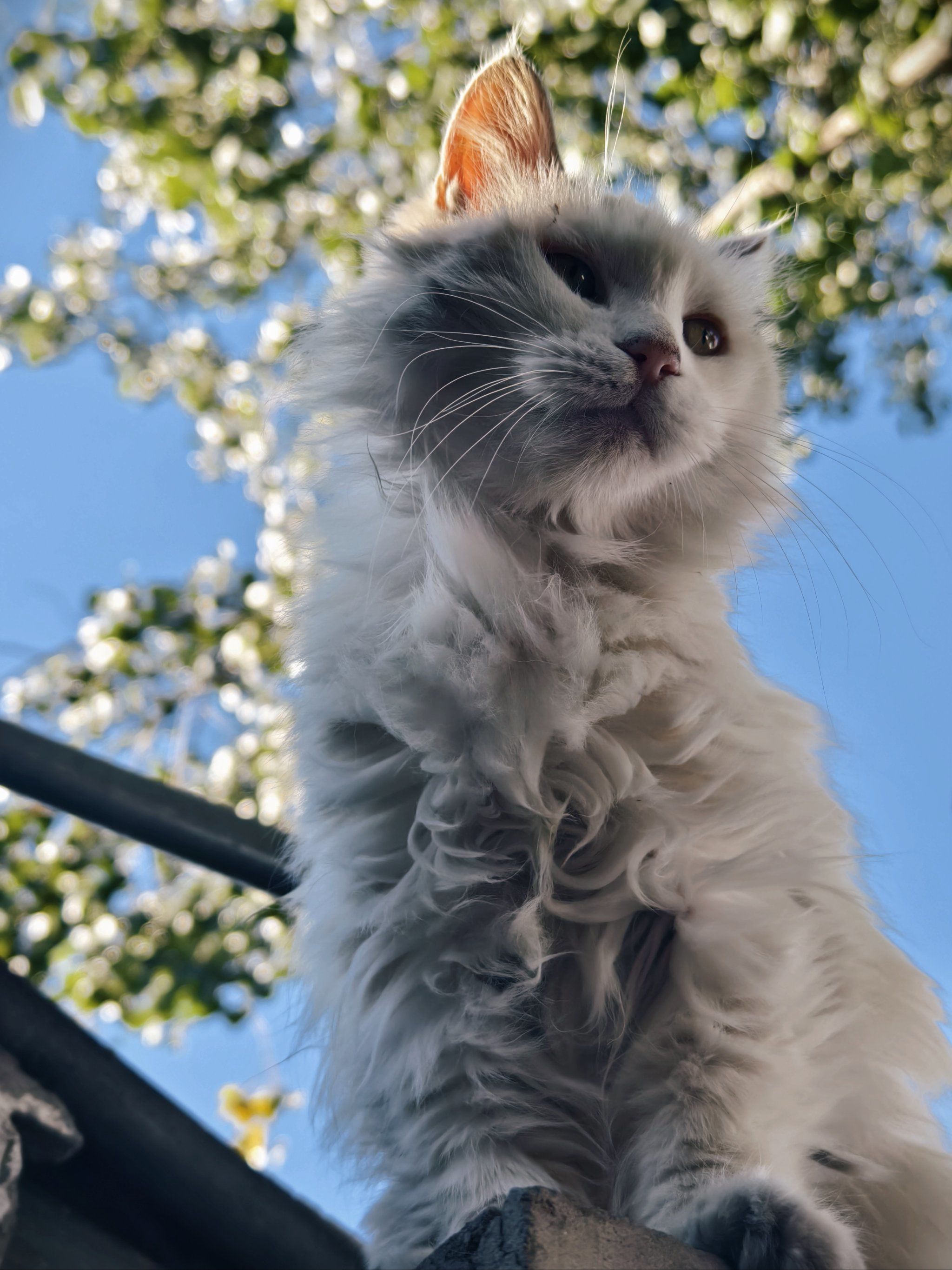 是我们威风凛凛的白狮子猫呀🐱