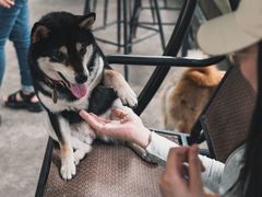 -柴犬高等学院·狗咖·柴犬售卖·宠物训练
