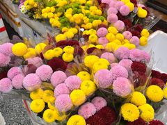 -越秀西湖花市(广州城市广场花卉店)