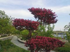 -桃花岛公园