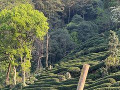 -龙坞茶村
