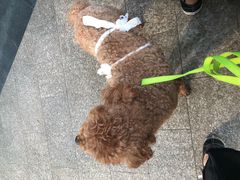 -安安宠医·安宠宠物医院