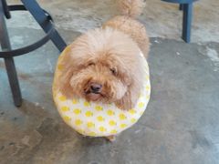 -more than meow吴止猫主题餐厅(承德 中船汇店)